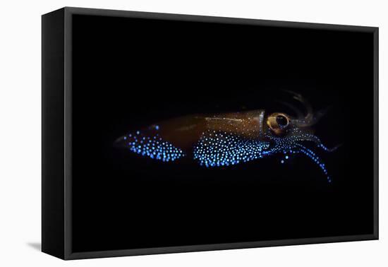 Firefly squid emitting light from photophores, Toyama Bay, Japan.-Solvin Zankl-Framed Premier Image Canvas