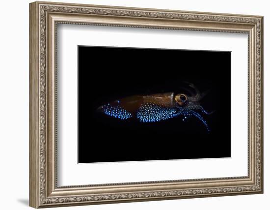 Firefly squid emitting light from photophores, Toyama Bay, Japan.-Solvin Zankl-Framed Photographic Print