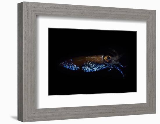 Firefly squid emitting light from photophores, Toyama Bay, Japan.-Solvin Zankl-Framed Photographic Print