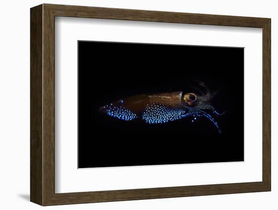 Firefly squid emitting light from photophores, Toyama Bay, Japan.-Solvin Zankl-Framed Photographic Print