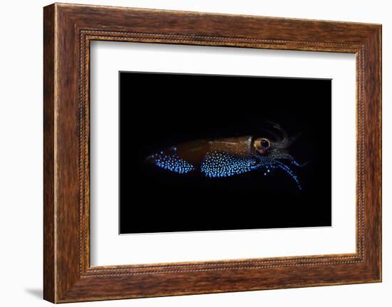 Firefly squid emitting light from photophores, Toyama Bay, Japan.-Solvin Zankl-Framed Photographic Print