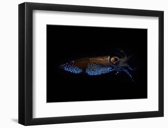 Firefly squid emitting light from photophores, Toyama Bay, Japan.-Solvin Zankl-Framed Photographic Print