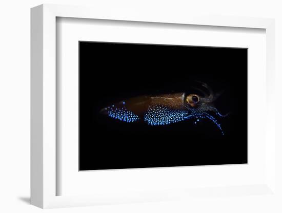 Firefly squid emitting light from photophores, Toyama Bay, Japan.-Solvin Zankl-Framed Photographic Print