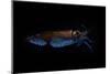 Firefly squid emitting light from photophores, Toyama Bay, Japan.-Solvin Zankl-Mounted Photographic Print