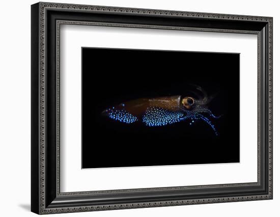 Firefly squid emitting light from photophores, Toyama Bay, Japan.-Solvin Zankl-Framed Photographic Print