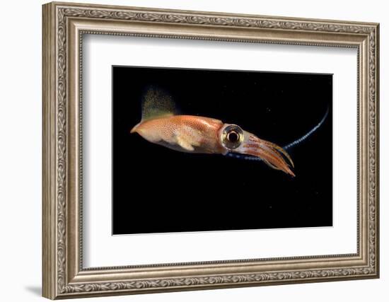 Firefly squid releasing eggs into the water during spawning season, Toyama Bay, Japan-Solvin Zankl-Framed Photographic Print