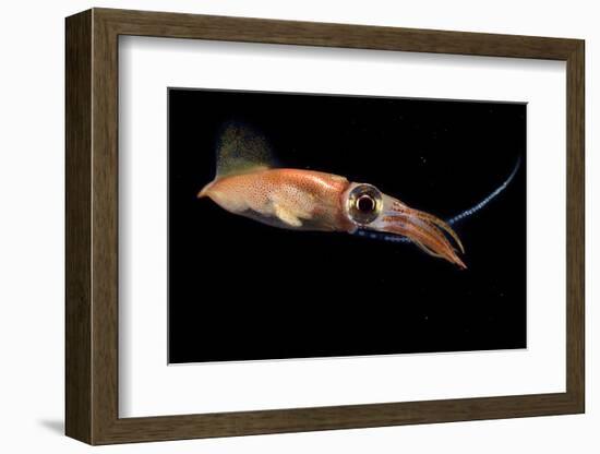 Firefly squid releasing eggs into the water during spawning season, Toyama Bay, Japan-Solvin Zankl-Framed Photographic Print