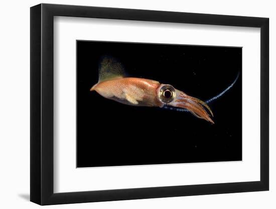 Firefly squid releasing eggs into the water during spawning season, Toyama Bay, Japan-Solvin Zankl-Framed Photographic Print