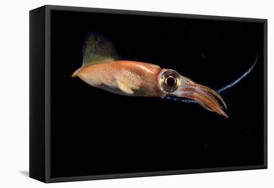 Firefly squid releasing eggs into the water during spawning season, Toyama Bay, Japan-Solvin Zankl-Framed Premier Image Canvas