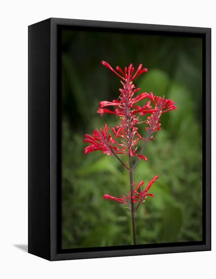 Firespike in bloom, Odontonema strictum, native to south Florida.-Maresa Pryor-Framed Premier Image Canvas