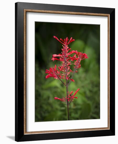 Firespike in bloom, Odontonema strictum, native to south Florida.-Maresa Pryor-Framed Photographic Print