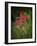 Firespike in bloom, Odontonema strictum, native to south Florida.-Maresa Pryor-Framed Photographic Print