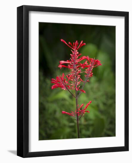 Firespike in bloom, Odontonema strictum, native to south Florida.-Maresa Pryor-Framed Photographic Print