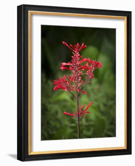 Firespike in bloom, Odontonema strictum, native to south Florida.-Maresa Pryor-Framed Photographic Print