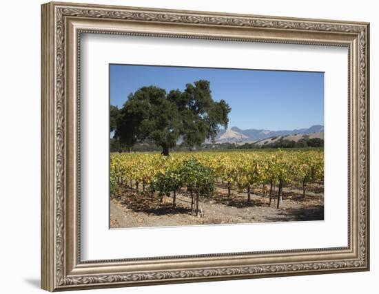 Firestone Winery Vineyards-Stuart Black-Framed Photographic Print