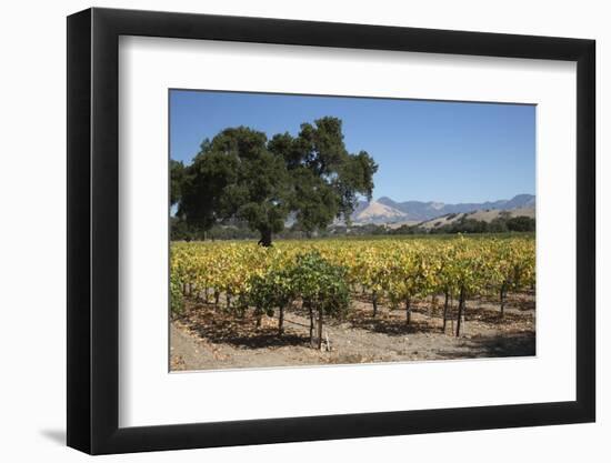 Firestone Winery Vineyards-Stuart Black-Framed Photographic Print