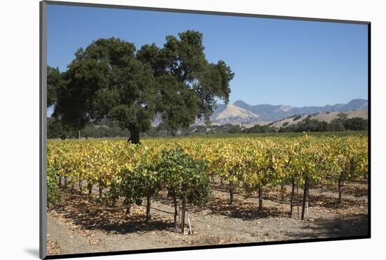 Firestone Winery Vineyards-Stuart Black-Mounted Photographic Print