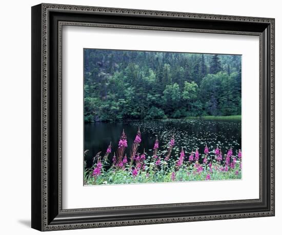 Fireweed and Forest Along Inside Passage, Alaska, USA-Paul Souders-Framed Photographic Print