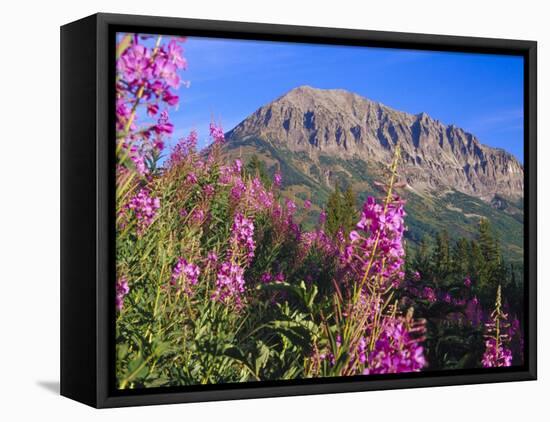 Fireweed and Mt. Gothic near Crested Butte, Colorado, USA-Julie Eggers-Framed Premier Image Canvas