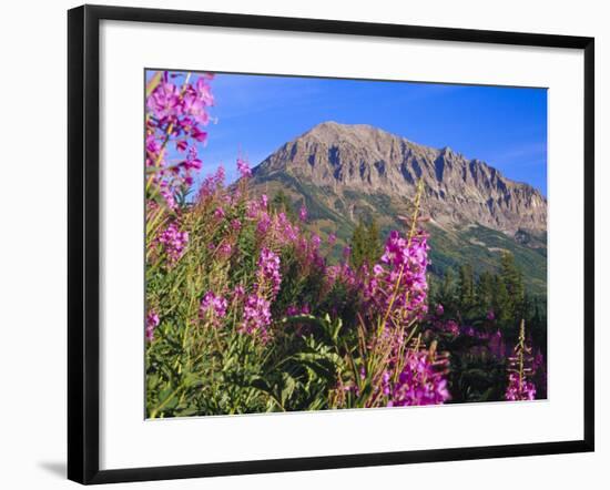 Fireweed and Mt. Gothic near Crested Butte, Colorado, USA-Julie Eggers-Framed Photographic Print