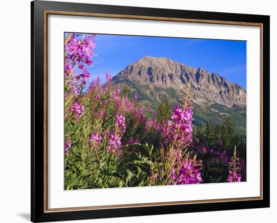 Fireweed and Mt. Gothic near Crested Butte, Colorado, USA-Julie Eggers-Framed Photographic Print