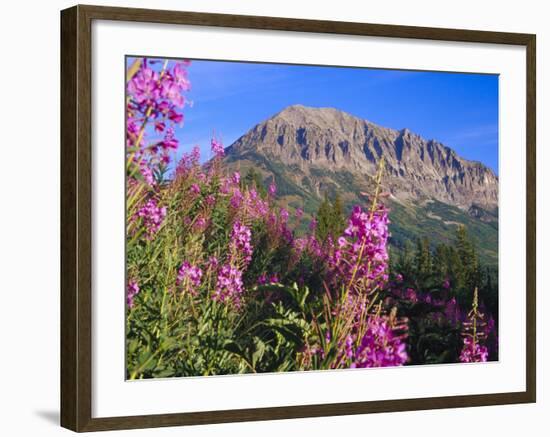 Fireweed and Mt. Gothic near Crested Butte, Colorado, USA-Julie Eggers-Framed Photographic Print