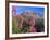 Fireweed and Mt. Gothic near Crested Butte, Colorado, USA-Julie Eggers-Framed Photographic Print