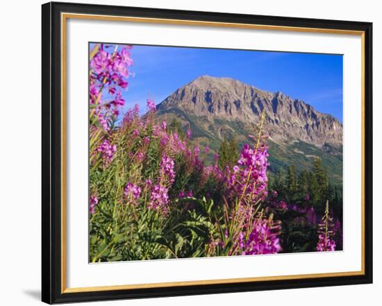 Fireweed and Mt. Gothic near Crested Butte, Colorado, USA-Julie Eggers-Framed Photographic Print