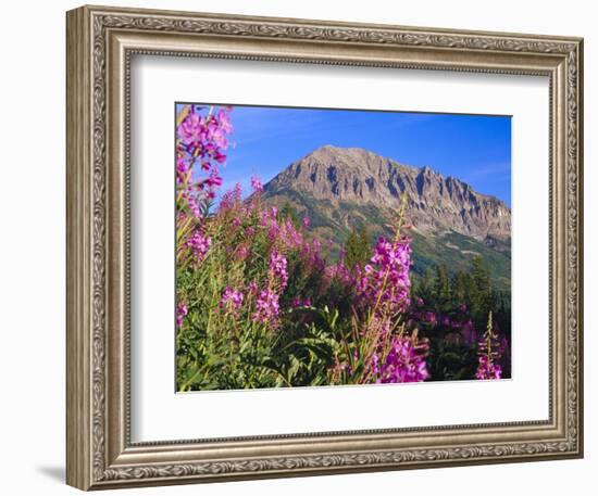 Fireweed and Mt. Gothic near Crested Butte, Colorado, USA-Julie Eggers-Framed Photographic Print