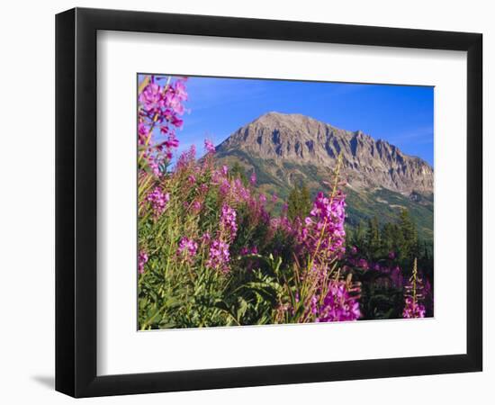 Fireweed and Mt. Gothic near Crested Butte, Colorado, USA-Julie Eggers-Framed Photographic Print