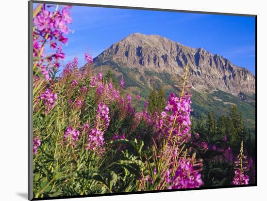 Fireweed and Mt. Gothic near Crested Butte, Colorado, USA-Julie Eggers-Mounted Photographic Print