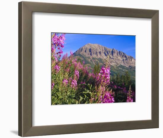 Fireweed and Mt. Gothic near Crested Butte, Colorado, USA-Julie Eggers-Framed Photographic Print