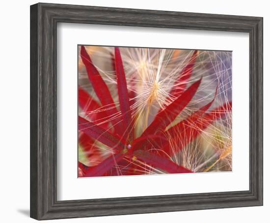 Fireweed and Wild Barley in Denali National Park, Alaska, USA-Darrell Gulin-Framed Photographic Print