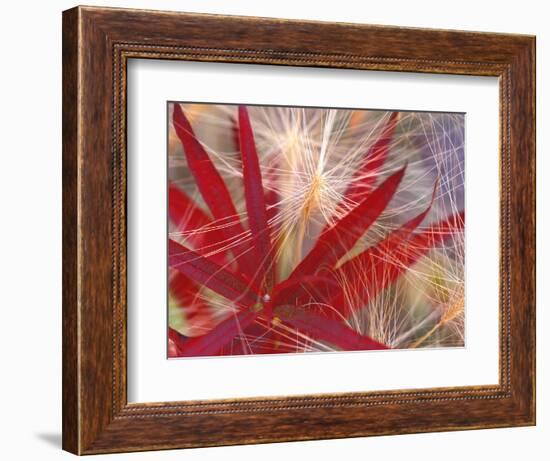 Fireweed and Wild Barley in Denali National Park, Alaska, USA-Darrell Gulin-Framed Photographic Print