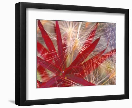 Fireweed and Wild Barley in Denali National Park, Alaska, USA-Darrell Gulin-Framed Photographic Print