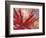 Fireweed and Wild Barley in Denali National Park, Alaska, USA-Darrell Gulin-Framed Photographic Print