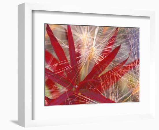 Fireweed and Wild Barley in Denali National Park, Alaska, USA-Darrell Gulin-Framed Photographic Print