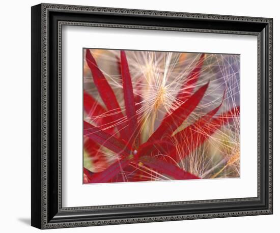 Fireweed and Wild Barley in Denali National Park, Alaska, USA-Darrell Gulin-Framed Photographic Print