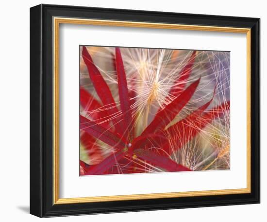 Fireweed and Wild Barley in Denali National Park, Alaska, USA-Darrell Gulin-Framed Photographic Print