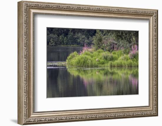 Fireweed blooming on small island in lake, Margaret Eagan Sullivan Park, Anchorage, Alaska-Adam Jones-Framed Photographic Print