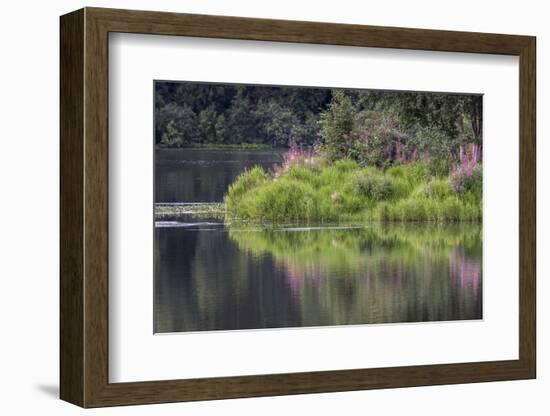 Fireweed blooming on small island in lake, Margaret Eagan Sullivan Park, Anchorage, Alaska-Adam Jones-Framed Photographic Print