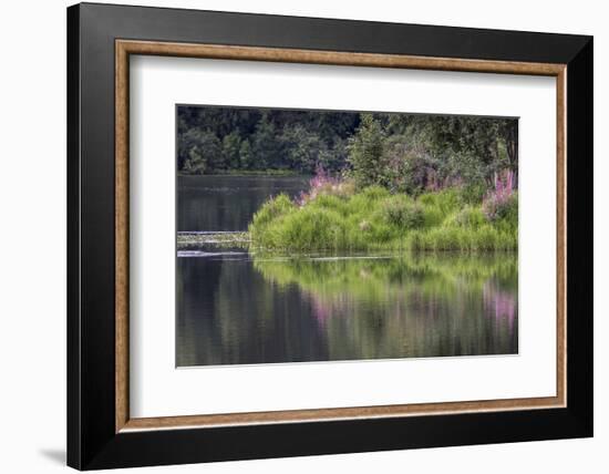 Fireweed blooming on small island in lake, Margaret Eagan Sullivan Park, Anchorage, Alaska-Adam Jones-Framed Photographic Print