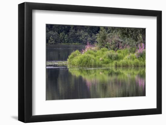 Fireweed blooming on small island in lake, Margaret Eagan Sullivan Park, Anchorage, Alaska-Adam Jones-Framed Photographic Print