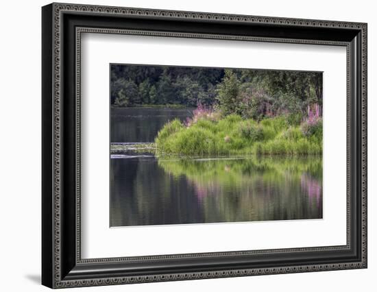 Fireweed blooming on small island in lake, Margaret Eagan Sullivan Park, Anchorage, Alaska-Adam Jones-Framed Photographic Print