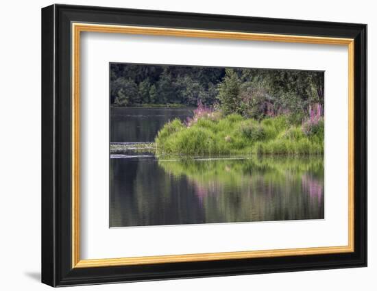 Fireweed blooming on small island in lake, Margaret Eagan Sullivan Park, Anchorage, Alaska-Adam Jones-Framed Photographic Print