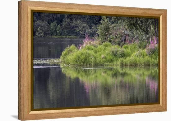 Fireweed blooming on small island in lake, Margaret Eagan Sullivan Park, Anchorage, Alaska-Adam Jones-Framed Premier Image Canvas
