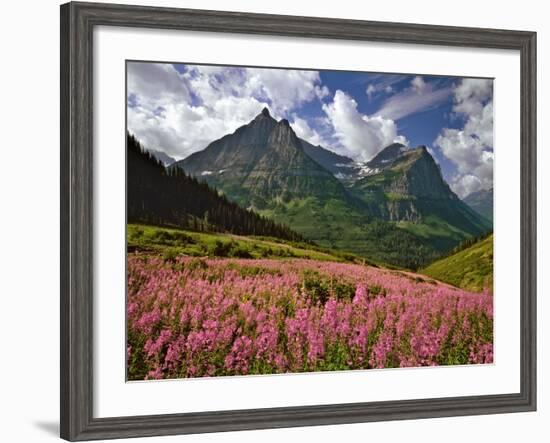 Fireweed Blooms in Glacier National Park-Steve Terrill-Framed Photographic Print