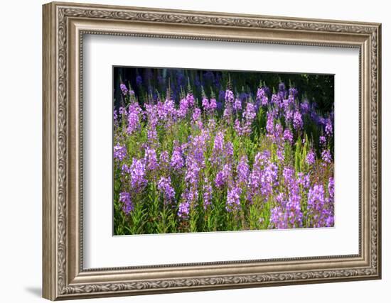 Fireweed Blooms in Late Summer in the Mountain Regions-Richard Wright-Framed Photographic Print