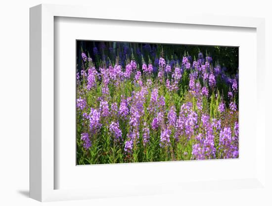 Fireweed Blooms in Late Summer in the Mountain Regions-Richard Wright-Framed Photographic Print