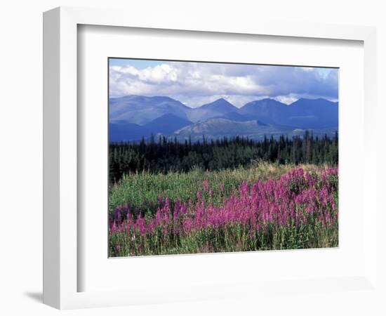 Fireweed Blooms near Kluane National Park, Yukon, Canada-Paul Souders-Framed Photographic Print